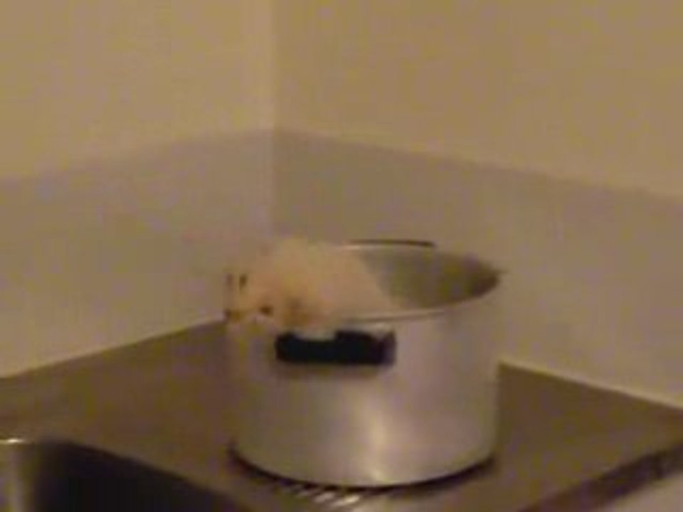 Albi et la casserole