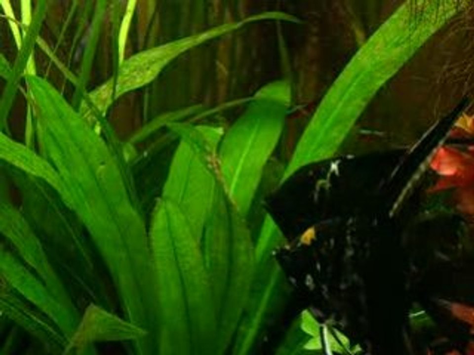 alevins de scalaires