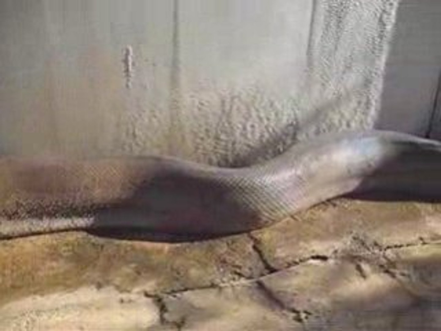 ⁣Long snake