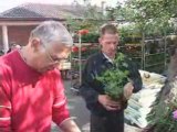 Marché aux fleurs de Saint Nabor