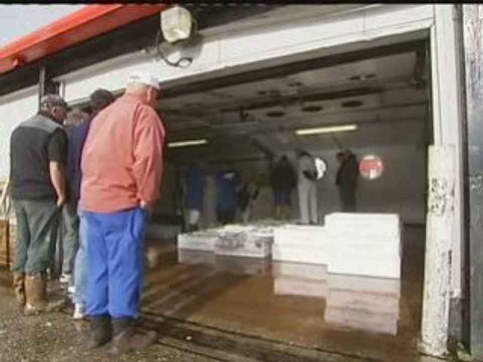 Fish stocks