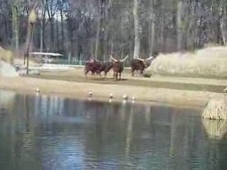 Lyon  parc de la tete d'or 3