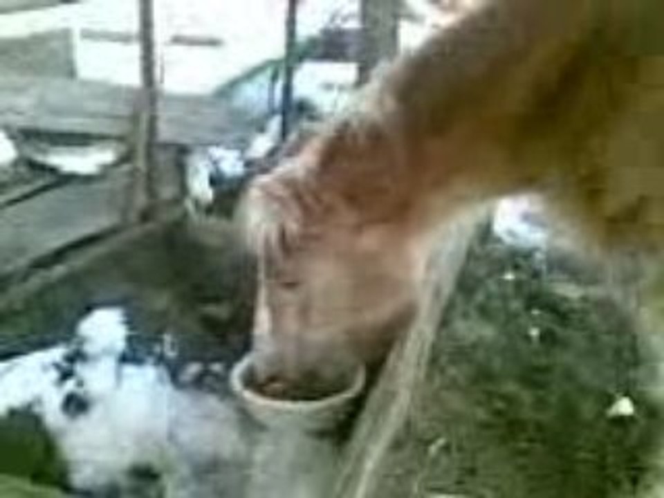 Nani souper