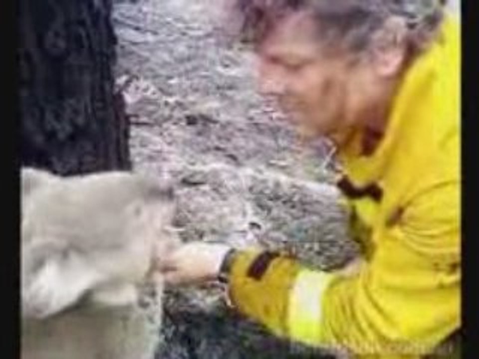 Sam le Koala
