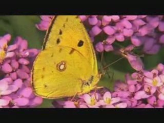 Noé Conservation: Protecting Wildlife 🌿