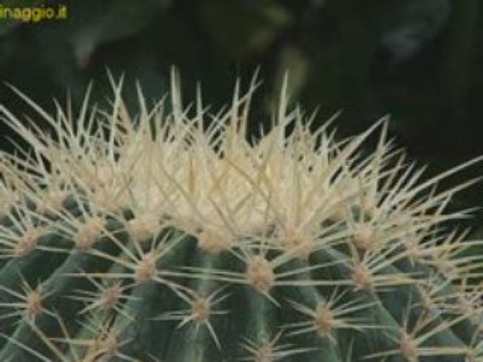 Coltivare echinocactus