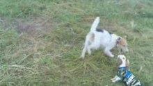 Cavalier King Charles Spaniel, Diego