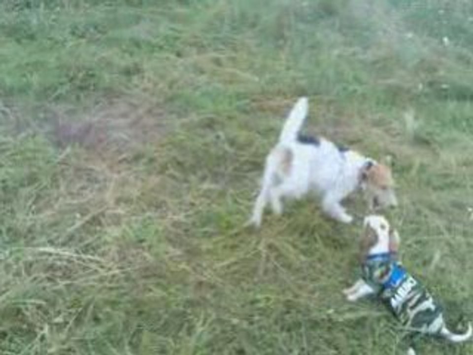 Cavalier King Charles Spaniel, Diego