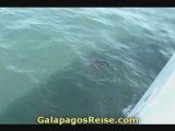 Galapagos Cruise Snorkeling