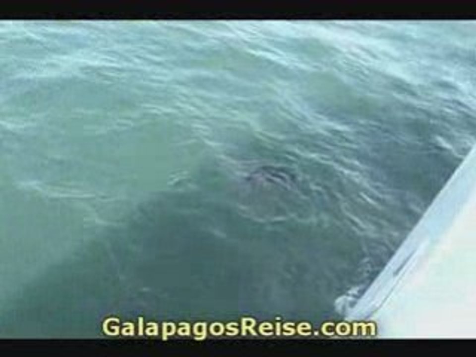 Galapagos Cruise Snorkeling