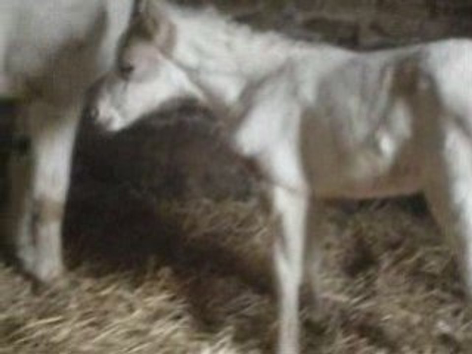 Vrylle de Kimax