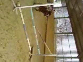 Lolita & Lendakary / Erika & Oliver