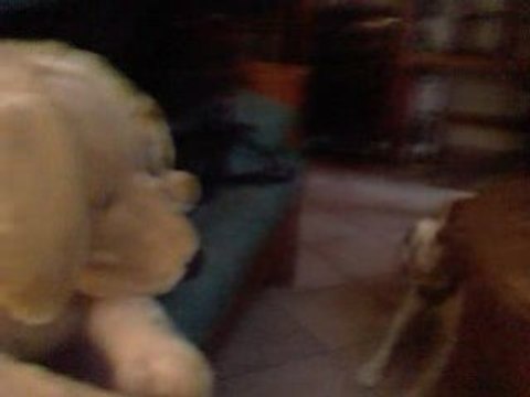 samy qui tape un delire de chien