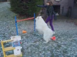 Spike et Juliette, agility