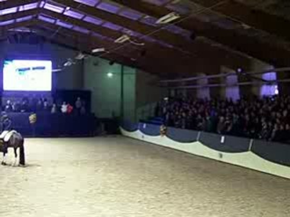 Ermelo Stallion Show 2009
