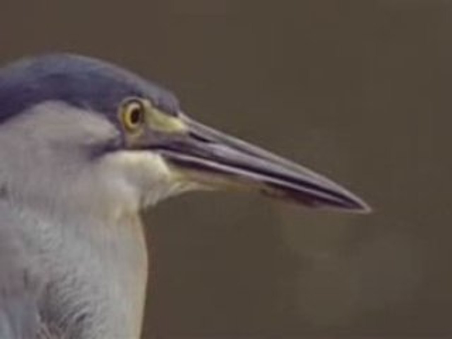 Un oiseaux intelligent