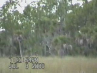 Paranormal TV - Skunk Ape in Florida