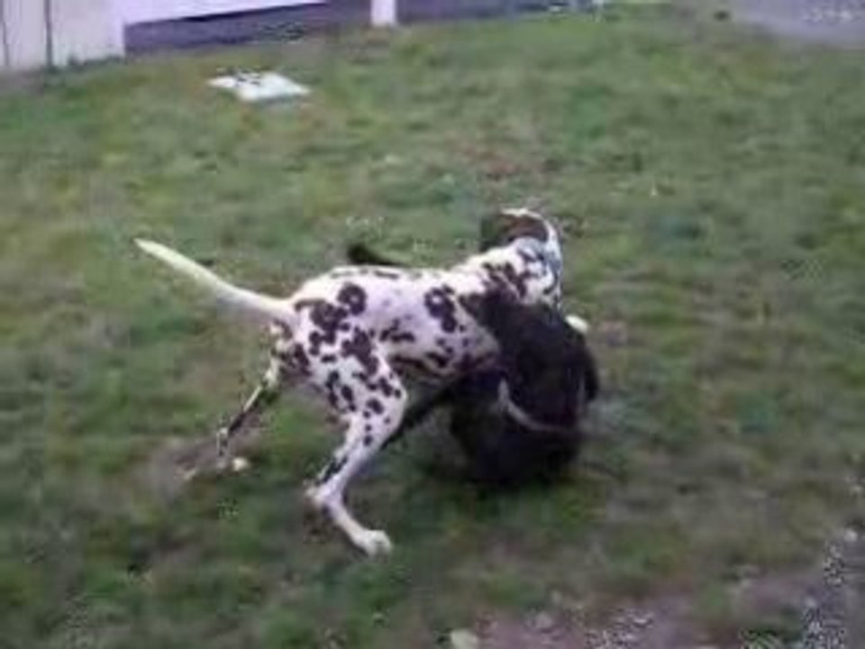 Récréation des toutous