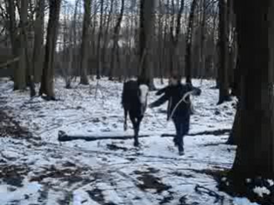 Tribal Forêt 038