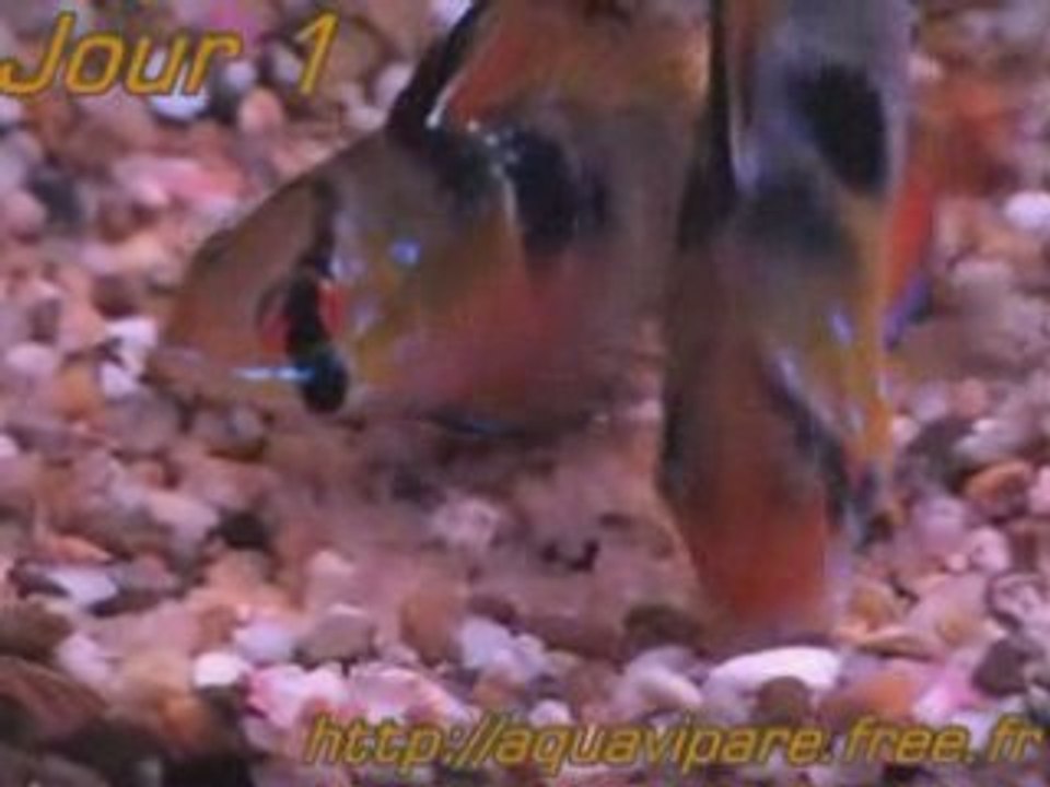 Ramirezi J1 ponte