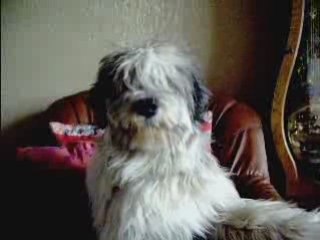 Ma Chipie fait sa diva dans le fauteuil