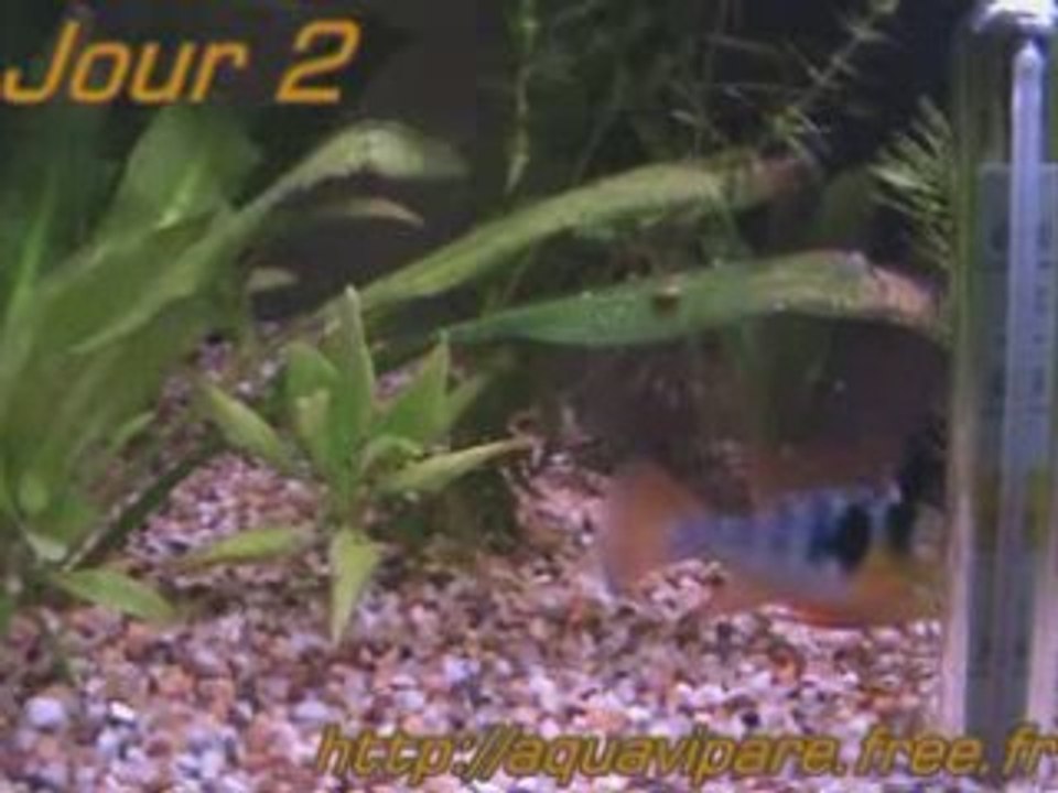 Ramirezi J2bis