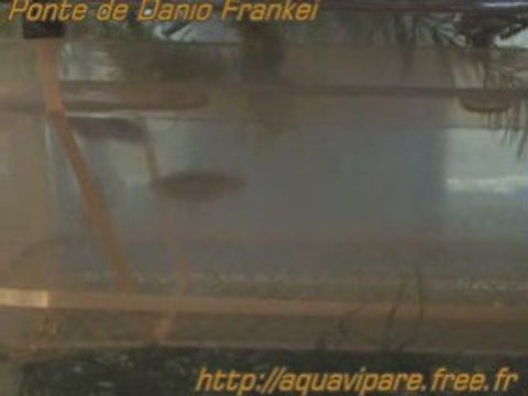 Reproduction Danio frankei