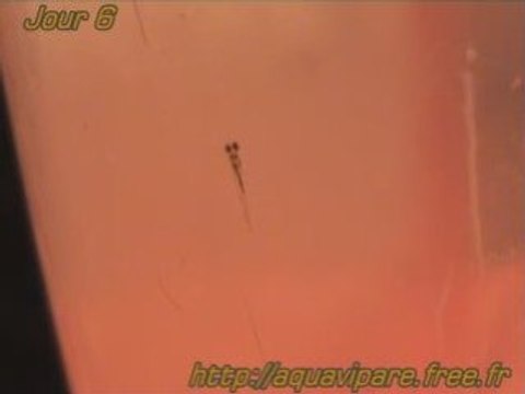 Jour 6 Reproduction danio 3