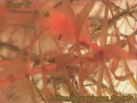 Jour 6 Reproduction danio 5