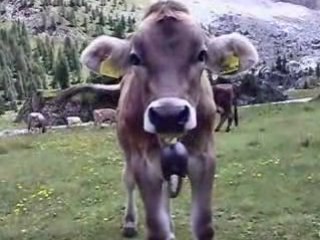 Pascolo alpino al Passo Rolle