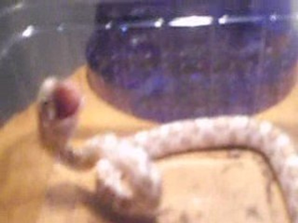 Zig-Zag mange