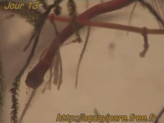 Jour 13 danio de pres