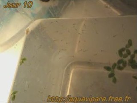 Jour 10 danio vue dessus