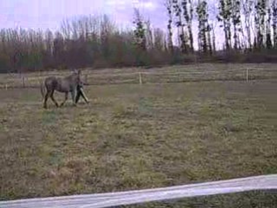 Umara à pied et en main