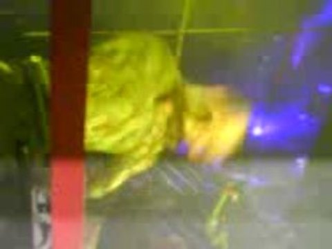 Soirée Guru Josh Project a l'alegra 51