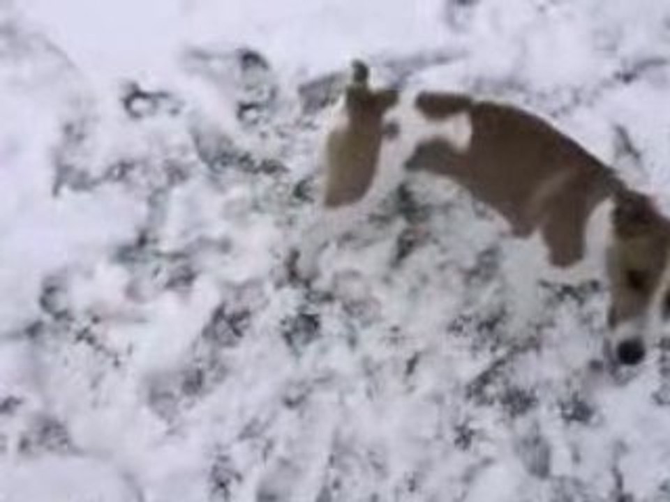 Jack Russell dans la neige