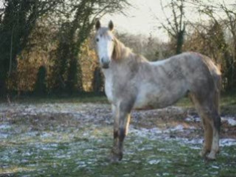 Phléole