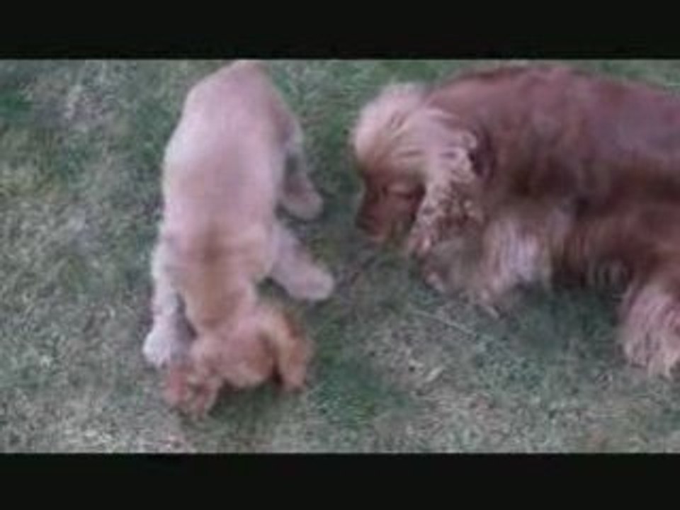 Jeu de chiens, jeu de vilains....