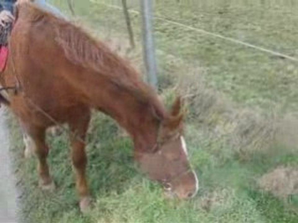 Fevrier06 2009 balade a cheval indiana meaganne amadeus