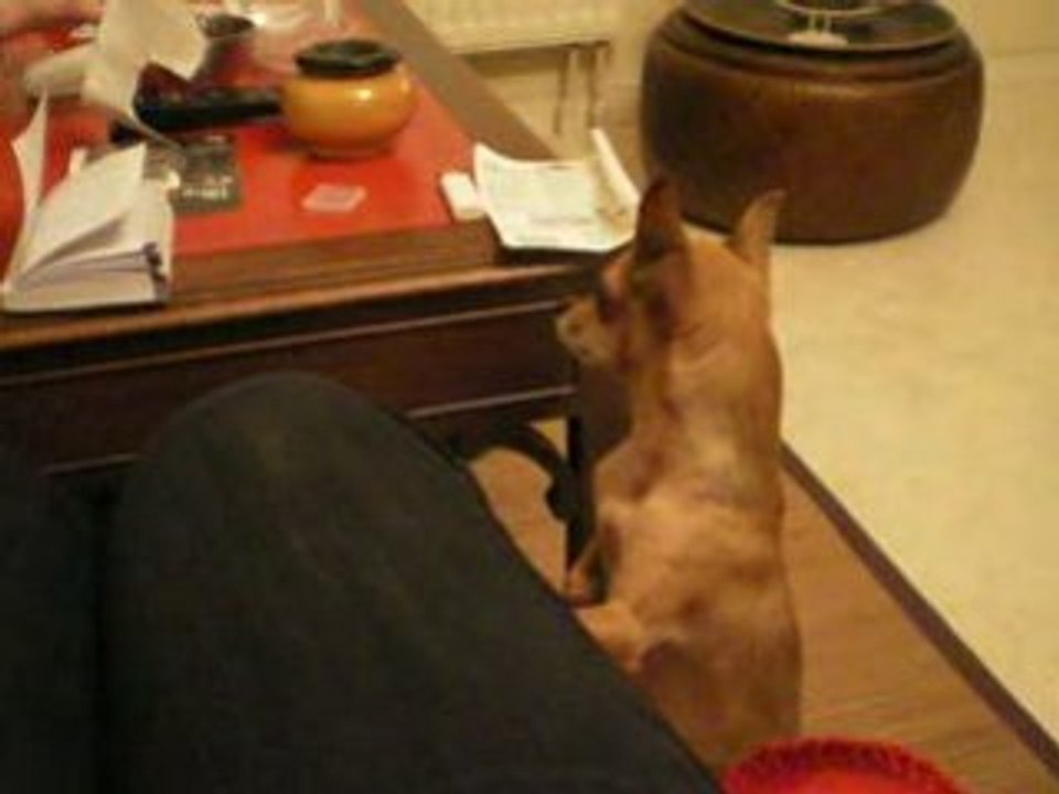 Tiny a faim