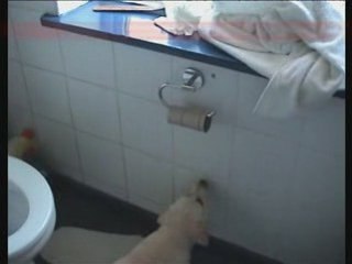 Funny dog video - Remember the Andrex puppy advert?
