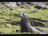 Galapagos Tour - The Galapagos Islands 0008