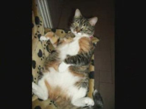 les AMOURS de ma FILLEULE SYLVIANE