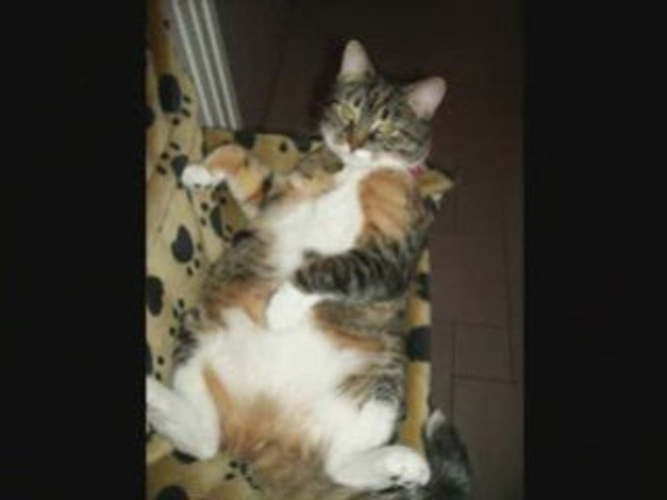 " les AMOURS de ma FILLEULE  SYLVIANE "