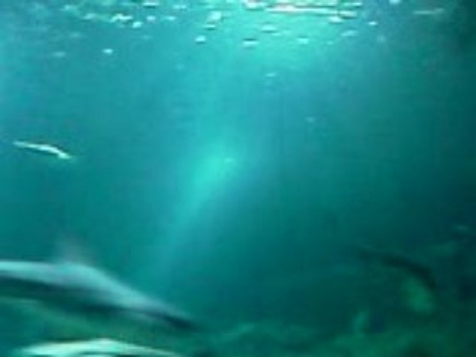 Aquarium du Trocadero