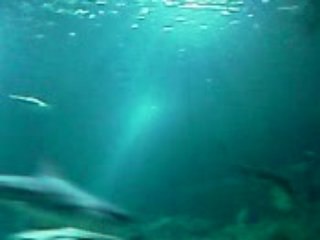 Aquarium du Trocadero