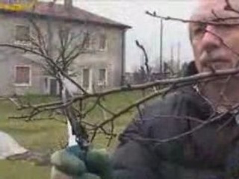 Potare le piante da frutto