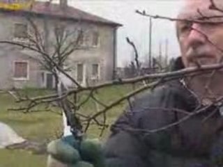 Potare le piante da frutto