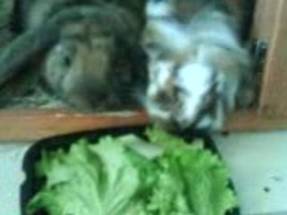 La dure vie de lapin ( Pinousitting Les gloutons )