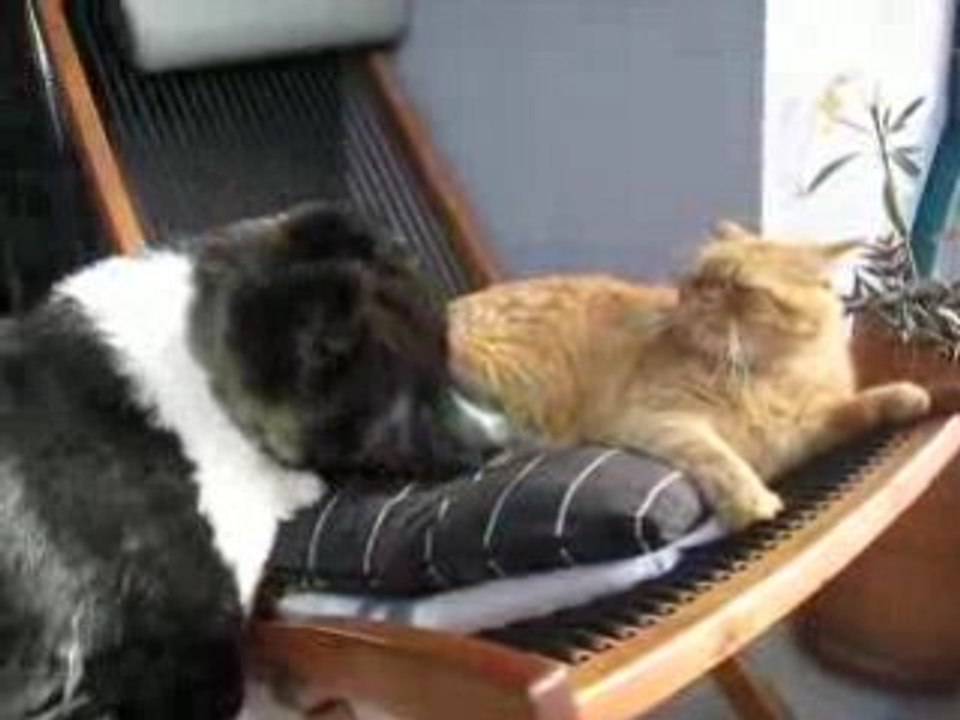 Akita américain et chat